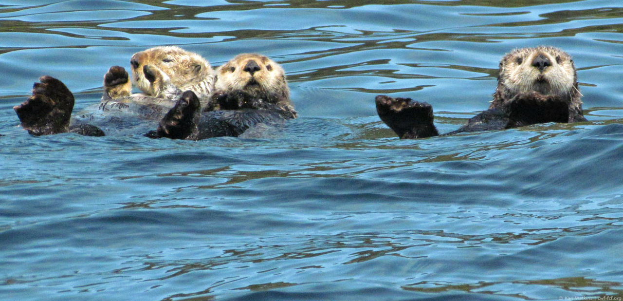 magazine carousel 2016 sea otters