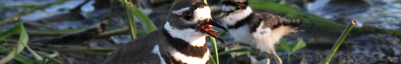killdeer