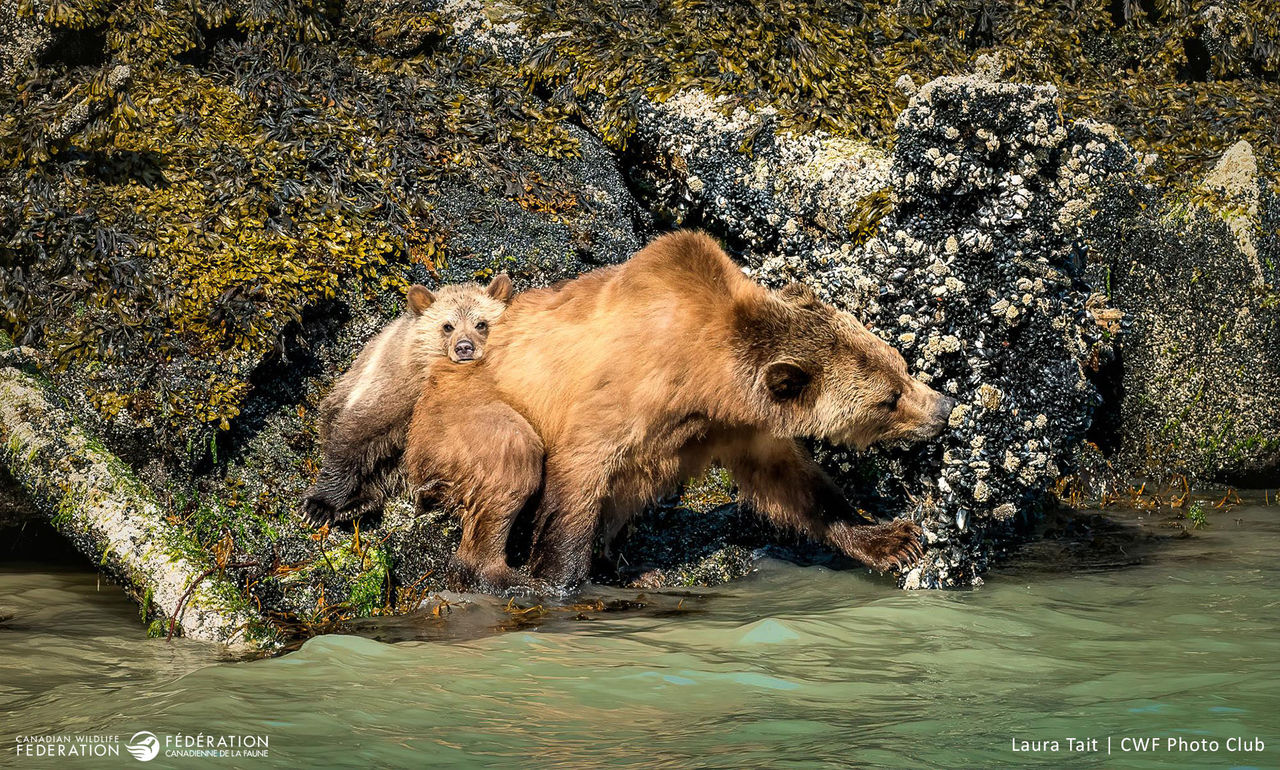 laura Tait grizzly bear mom baby cub ocean mussels shore