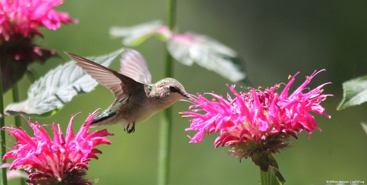 hummingbird pink flowers hor
