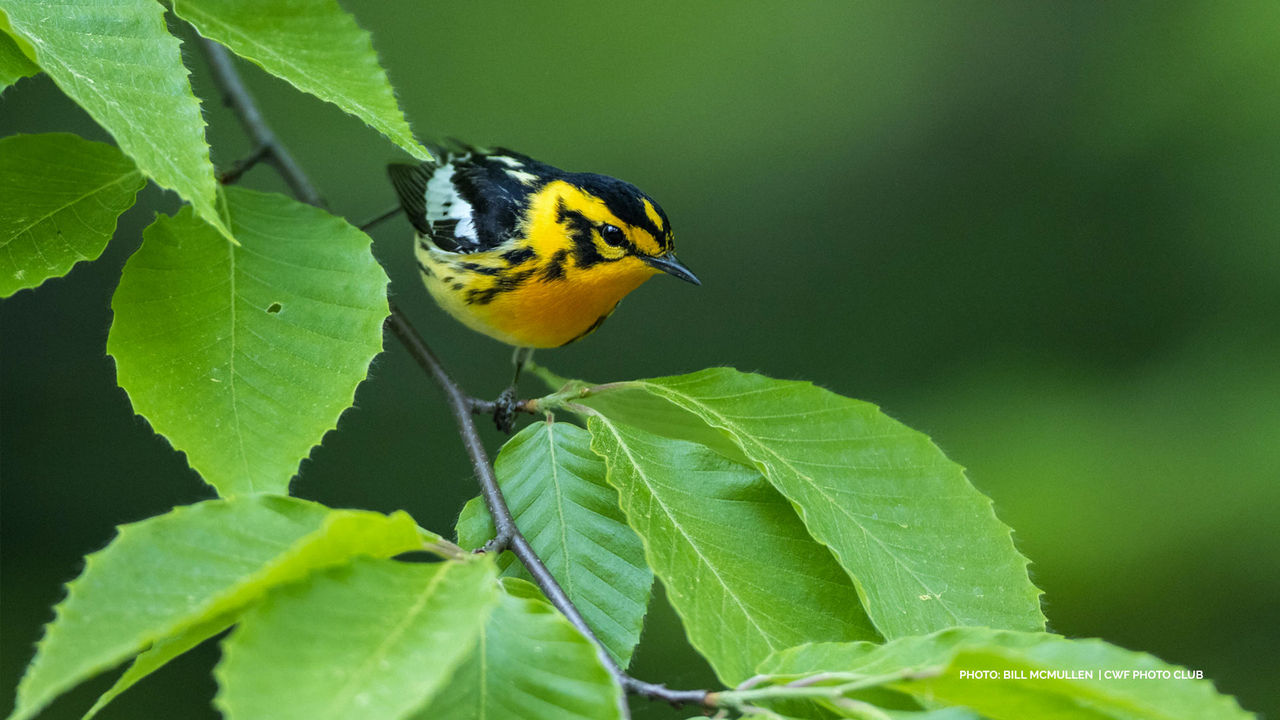 oiseaux